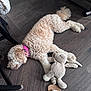 dog, stuffed_toy, floor, wooden_floor, pink_collar, toy, flip_flop, sneakers, indoor, curly_fur, relaxed, pet, laying_down, brown, beige, furniture_leg, casual, home, animal, sleeping