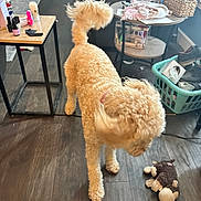 Opal is registered to the contest to win money with this photo: basket, blanket, blur, can, cozy, curly_fur, curly_tail, dog, floor, furniture, home, indoor, living_room, motion, nail_polish, pet, shoes, table, toy, wooden_floor