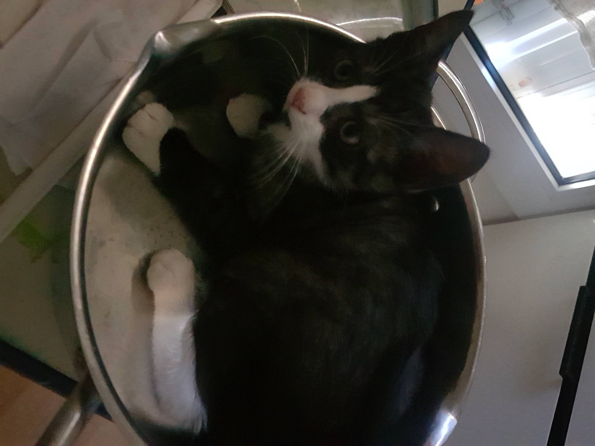 Rainbow participe au concours pour gagner de l'argent avec cette photo : black_cat, carnivore, cat, comfort, domestic_short_haired_cat, felidae, flooring, fur, major_appliance, metal, pet_supply, plumbing_fixture, rim, room, small_to_medium_sized_cats, snout, tail, whiskers