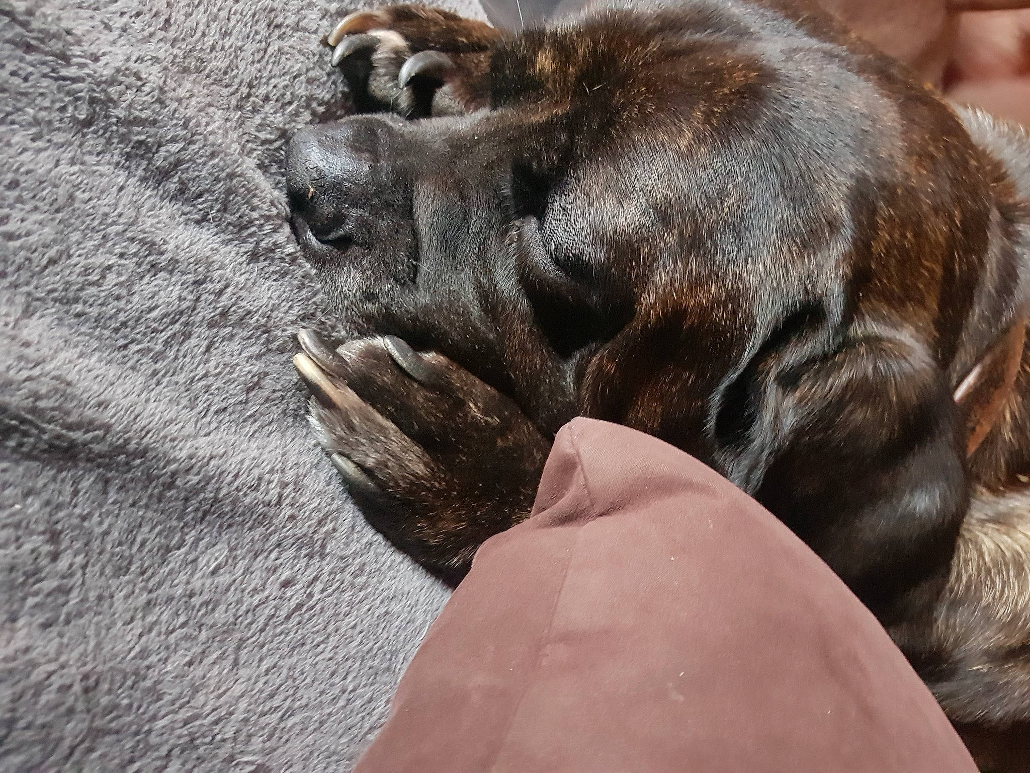 Laurcka a rejoint le concours — aidez-le/la à gagner de superbes lots ! canidae, carnivore, claw, comfort, companion_dog, dog, dog_breed, fawn, fur, gesture, hand, liver, nail, paw, snout, sporting_group, terrestrial_animal, wildlife, working_animal, wrinkle