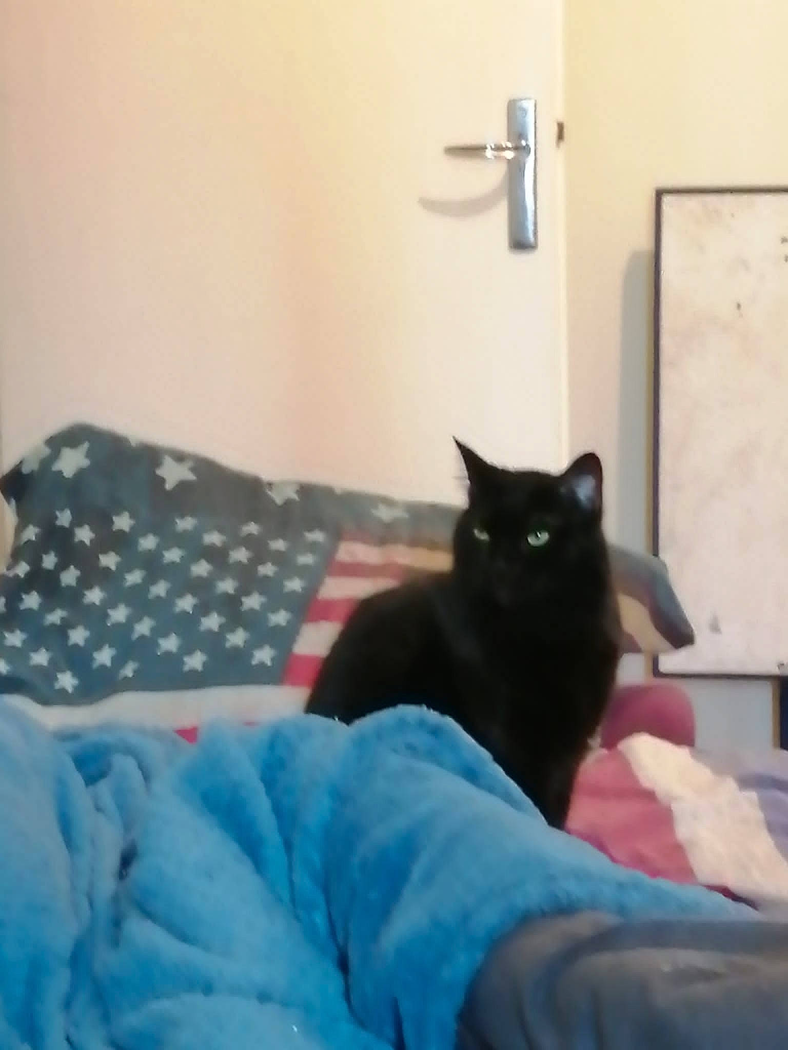 Gaïa participe au concours pour gagner de l'argent avec cette photo : bed, bedding, bedroom, bombay, carnivore, cat, comfort, couch, domestic_short_haired_cat, door, felidae, fur, grey, hardwood, linens, small_to_medium_sized_cats, studio_couch, tail, whiskers, wood