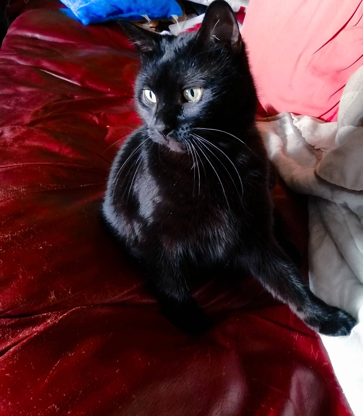 Gaïa a rejoint le concours — aidez-le/la à gagner de superbes lots ! black_cat, bombay, carmine, carnivore, cat, claw, comfort, domestic_short_haired_cat, felidae, fur, linens, paw, plant, sitting, small_to_medium_sized_cats, tail, whiskers