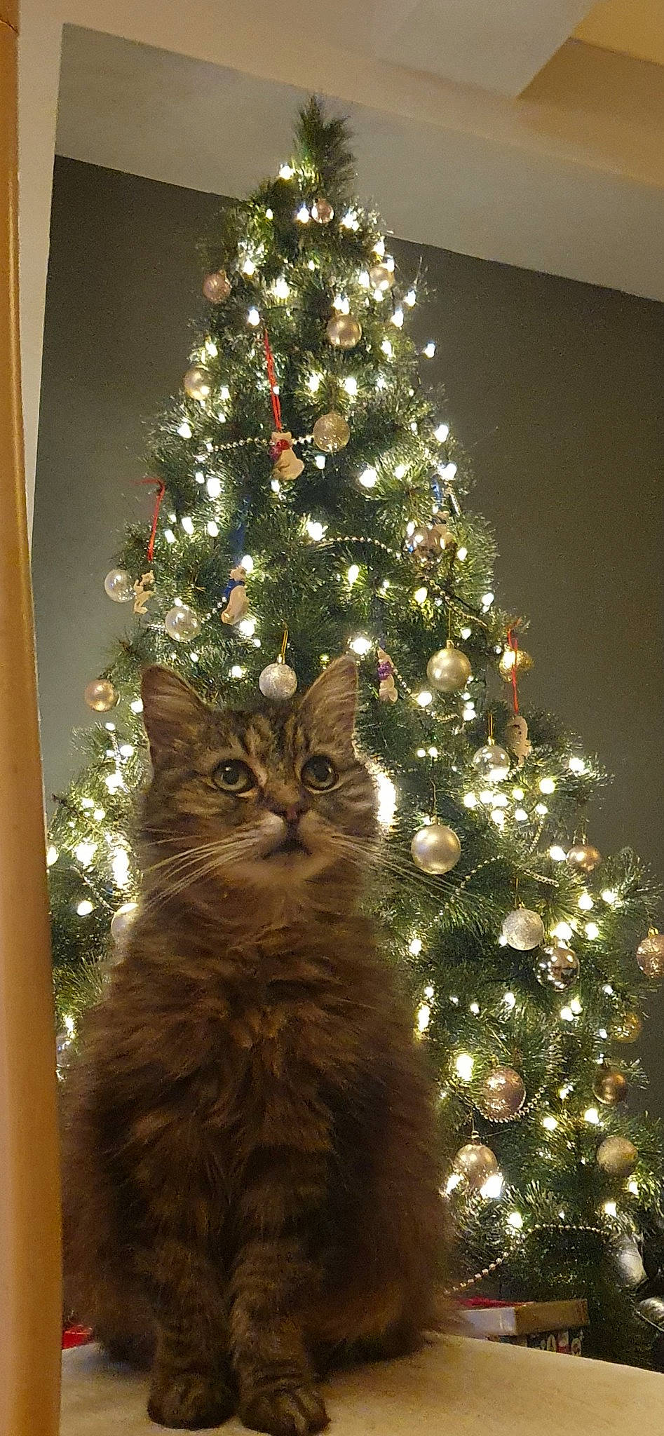 Maisie joined the competition — help win amazing prizes! branch, carnivore, cat, christmas, christmas_decoration, christmas_eve, christmas_ornament, christmas_tree, evergreen, felidae, holiday_ornament, larch, ornament, plant, tints_and_shades, tree, twig, whiskers, wood, woody_plant
