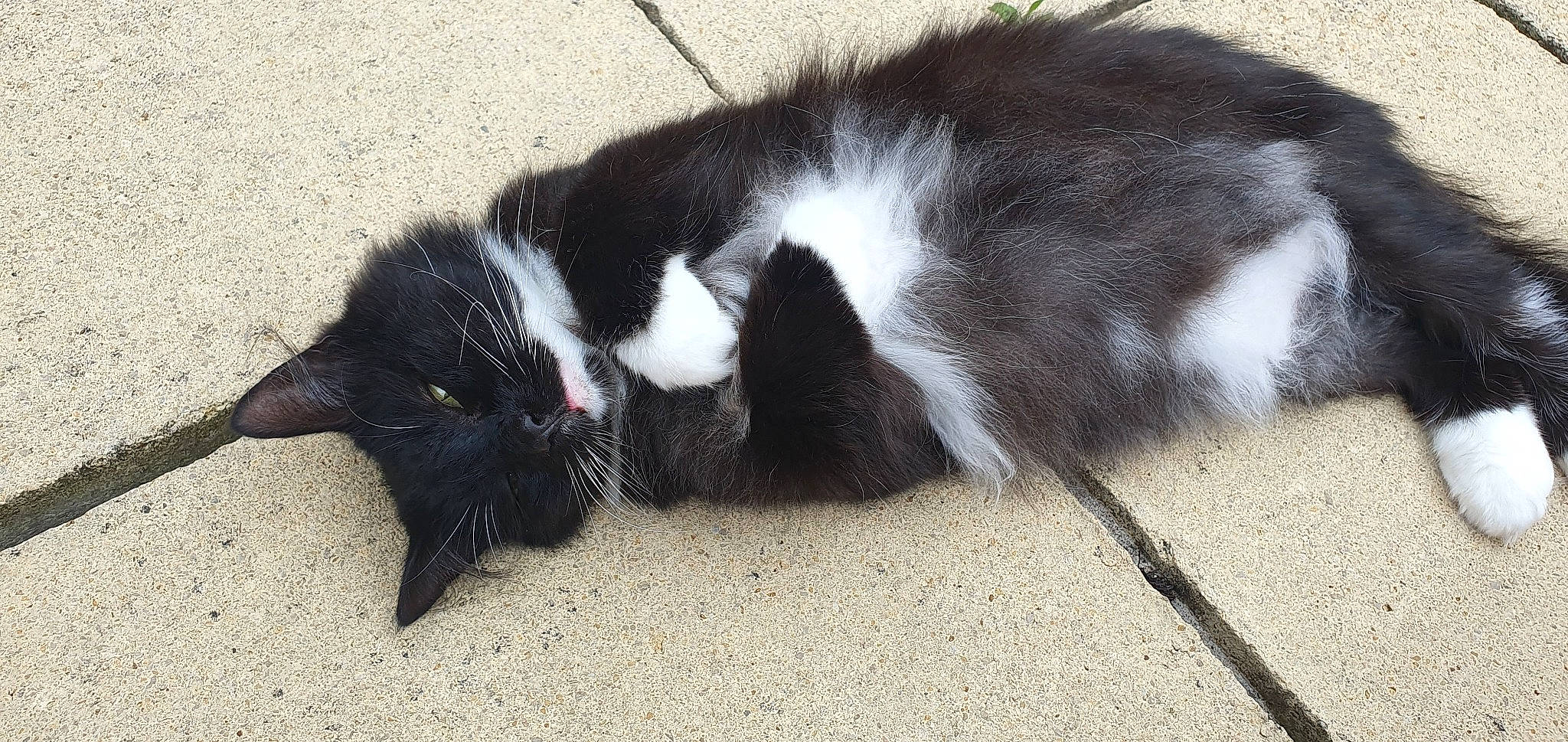 Fluffy Butt joined the competition — help win amazing prizes! balance, carnivore, cat, claw, comfort, dog_breed, domestic_short_haired_cat, felidae, foot, fur, nap, paw, shadow, small_to_medium_sized_cats, snout, sporting_group, tail, terrestrial_animal, whiskers