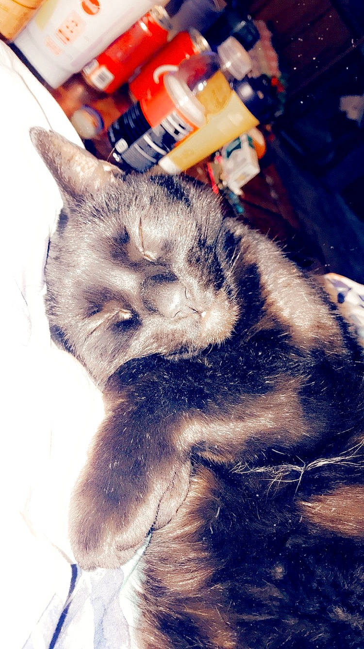 Fatbaby is registered to the contest to win money with this photo: beard, canidae, carnivore, cat, cloud, companion_dog, domestic_short_haired_cat, electric_blue, fawn, felidae, gesture, mammal, paw, selfie, sky, small_to_medium_sized_cats, snapshot, snout, tail, whiskers