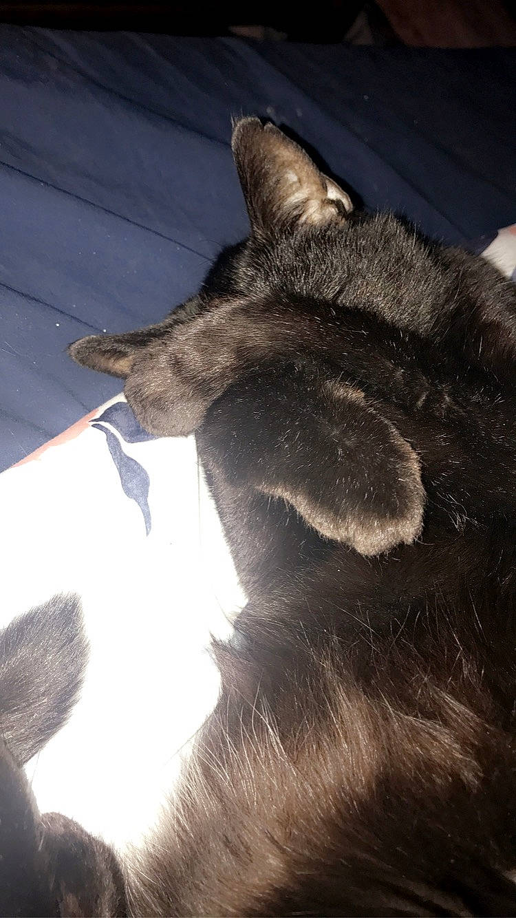 Fatbaby is registered to the contest to win money with this photo: black_cat, canidae, carnivore, cat, claw, comfort, dog_breed, domestic_short_haired_cat, ear, felidae, fur, paw, shadow, sky, small_to_medium_sized_cats, snout, tail, terrestrial_animal, whiskers, wildlife