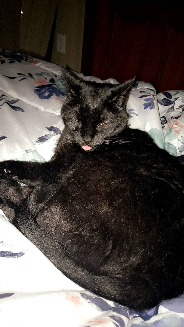 Fatbaby joined the competition — help win amazing prizes! bed, black_cat, canidae, carnivore, cat, claw, comfort, dog_breed, domestic_short_haired_cat, felidae, fur, grey, linens, mammal, nap, small_to_medium_sized_cats, sporting_group, tail, vertebrate, whiskers