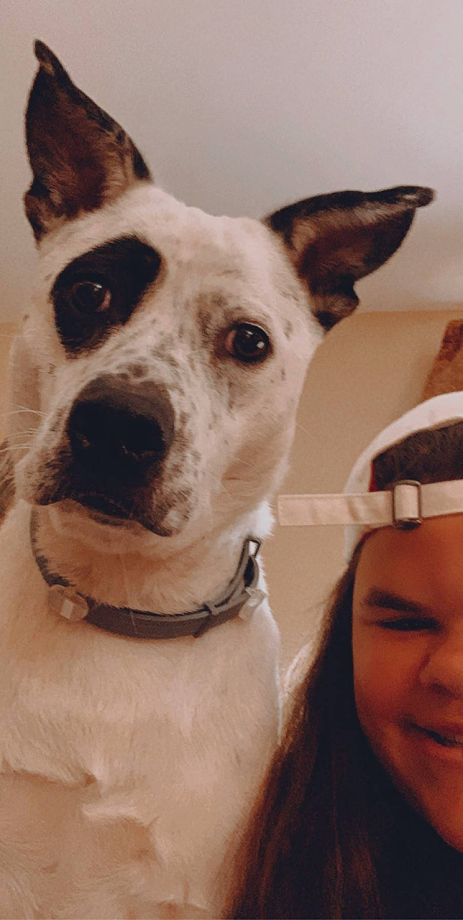 Mona is registered to the contest to win money with this photo: carnivore, collar, companion_dog, dog, dog_breed, dog_collar, ear, eye, fawn, fur, gesture, happy, head, jaw, mammal, nose, snout, sporting_group, whiskers, working_animal