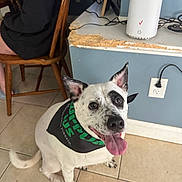 Mona is registered to the contest to win money with this photo: bandana, black_hoodie, black_spots, countertop, dog, ear_up, electronic_device, floor_tile, happy, indoor, looking_up, person, pet, sitting, smiling_dog, tail, tongue, wall_outlet, white_dog, wooden_chair
