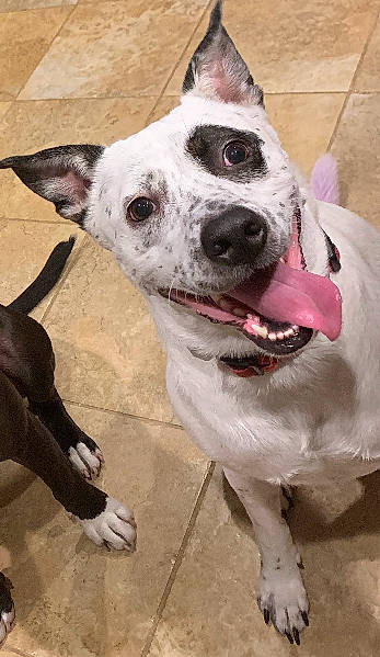 Mona joined the competition — help win amazing prizes! ancient_dog_breeds, canidae, carnivore, collar, companion_dog, dog, dog_breed, dog_collar, dog_supply, door, fashion_accessory, fawn, fur, jaw, leash, non_sporting_group, pet_supply, snout, whiskers, working_animal