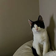 Max joined the competition — help win amazing prizes! cat, black_and_white, pet, animal, indoor, cushion, wall, shadow, feline, relaxed, sitting, whiskers, ears, fur, cute, domestic_animal, home, resting, comfort, quiet