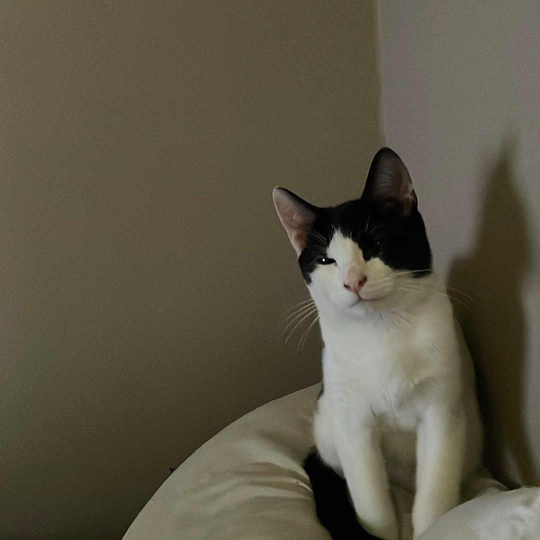 Max joined the competition — help win amazing prizes! animal, black_and_white, cat, comfort, cushion, cute, domestic_animal, ears, feline, fur, home, indoor, pet, quiet, relaxed, resting, shadow, sitting, wall, whiskers