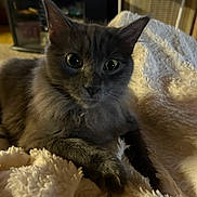 Gracie is registered to the contest to win money with this photo: cat, gray_cat, kitten, fluffy, pet, close_up, blanket, indoor, big_eyes, whiskers, ears, paws, fur, cozy, portrait, living_room, furniture, soft_texture, cuddle, fan