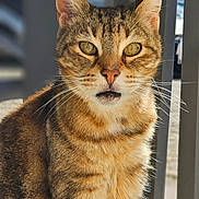 Mimine participe au concours pour gagner de l'argent avec cette photo : animal, cat, closeup, curious, domestic_cat, ears, feline, fur, green_eyes, mammal, metal_railing, nature, outdoor, pet, portrait, sitting, stripes, sunlight, tabby_cat, whiskers