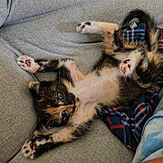 Milkyway joined the competition — help win amazing prizes! animal, blanket, blue_eyes, cat, couch, cozy, cute, fur, indoor, kitten, paw_pads, pet, pink_paws, plaid, relaxed, resting, small, soft, stretching, whiskers
