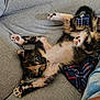 animal, blanket, blue_eyes, cat, couch, cozy, cute, fur, indoor, kitten, paw_pads, pet, pink_paws, plaid, relaxed, resting, small, soft, stretching, whiskers