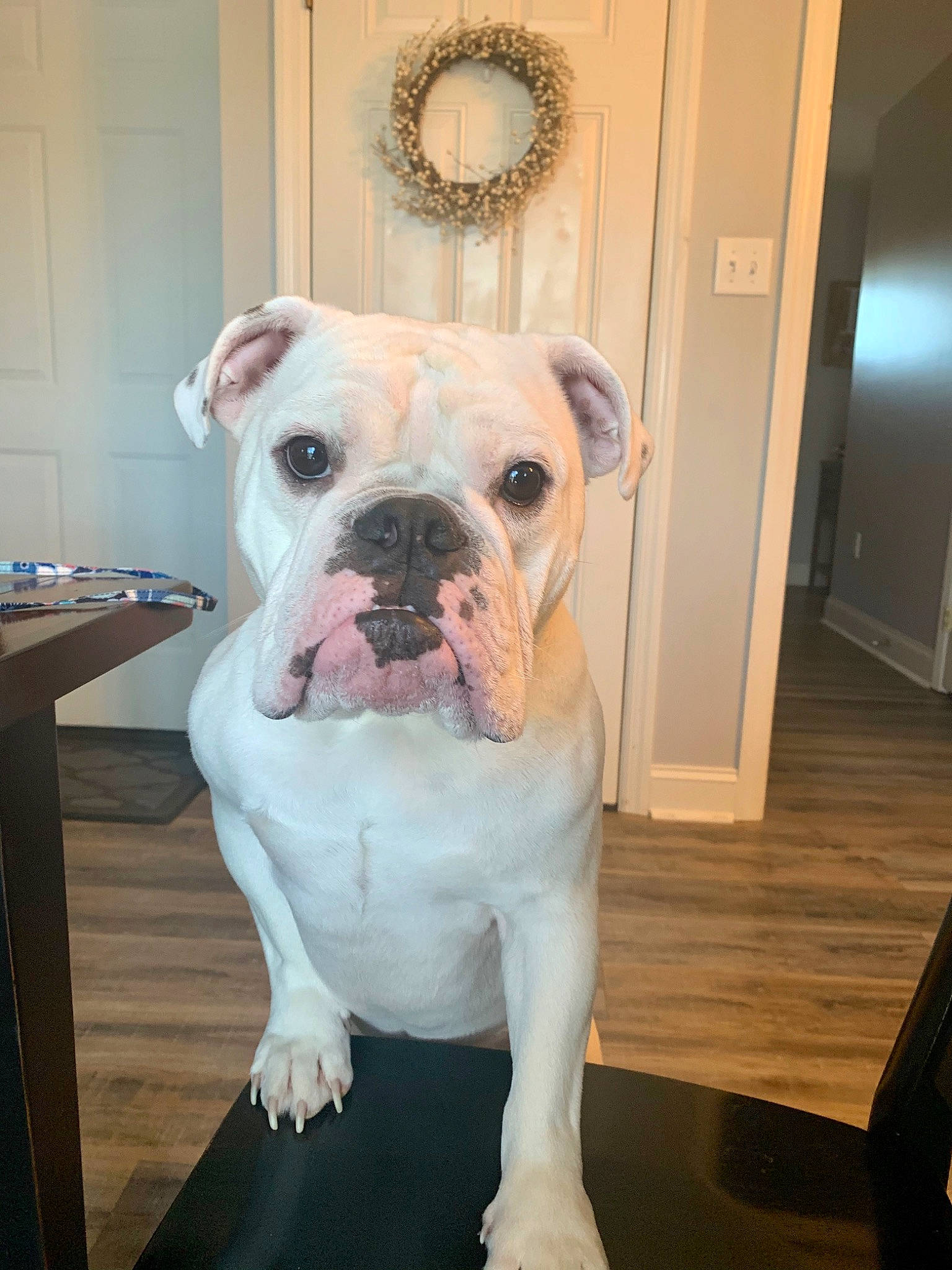 Brooks is registered to the contest to win money with this photo: american_bulldog, australian_bulldog, bulldog, canidae, carnivore, companion_dog, dog, dog_breed, dorset_olde_tyme_bulldogge, mammal, molosser, non_sporting_group, old_english_bulldog, olde_english_bulldogge, skin, snout, toy_bulldog, valley_bulldog, vertebrate, white_english_bulldog
