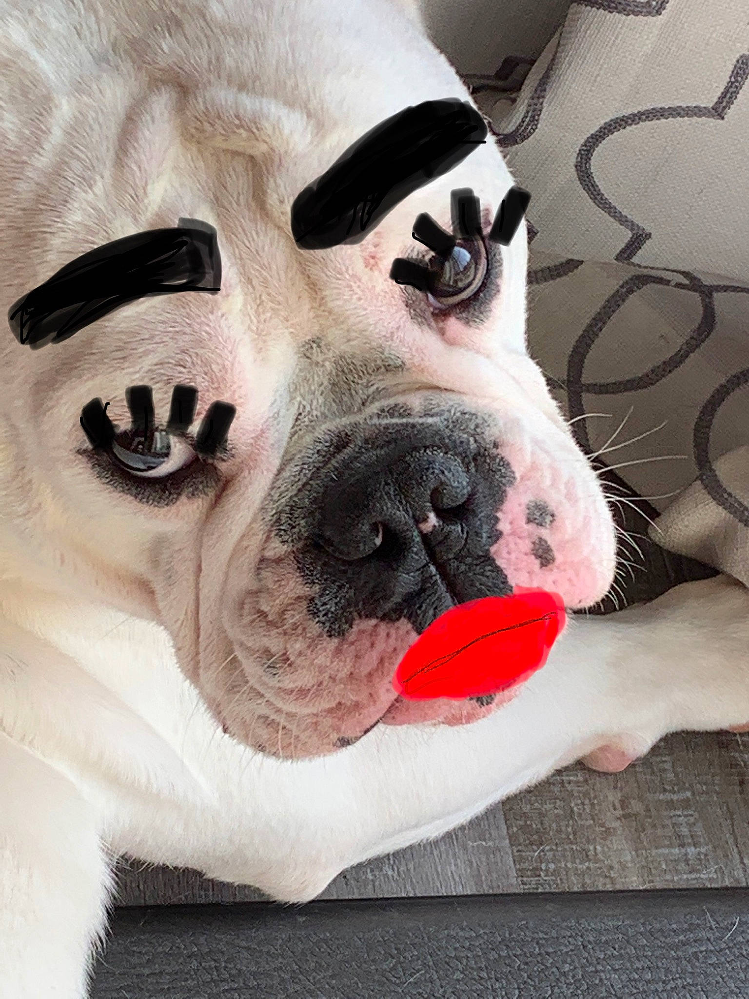 Brooks joined the competition — help win amazing prizes! american_bulldog, bulldog, canidae, carnivore, companion_dog, dog, dog_breed, fawn, mouth, non_sporting_group, nose, old_english_bulldog, pug, puppy_love, snout, white_english_bulldog