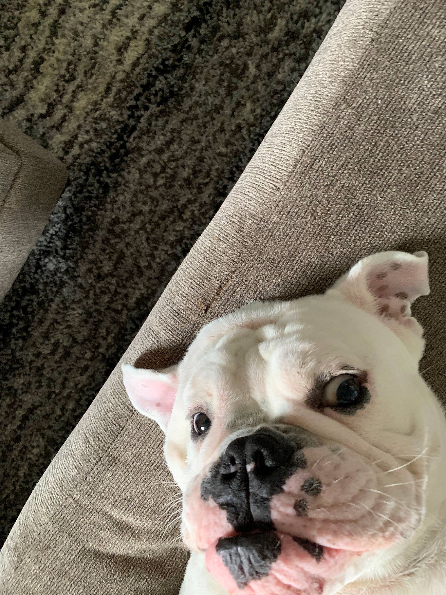 Brooks is registered to the contest to win money with this photo: american_bulldog, australian_bulldog, bulldog, canidae, carnivore, companion_dog, dog, dog_breed, fawn, french_bulldog, mammal, molosser, non_sporting_group, nose, old_english_bulldog, puppy, skin, snout, toy_bulldog, white_english_bulldog