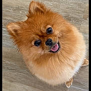 Fifille a rejoint le concours — aidez-le/la à gagner de superbes lots ! dog, pomeranian, fluffy, pet, animal, cute, happy, tongue_out, small_dog, brown_fur, indoor, wooden_floor, looking_up, playful, companion, adorable, friendly, domestic, cute_pet, fur