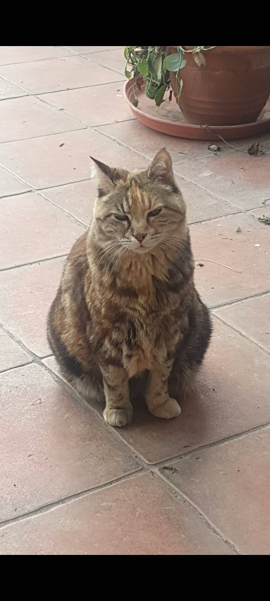 Princesse participe au concours pour gagner de l'argent avec cette photo : asphalt, carnivore, cat, claw, domestic_short_haired_cat, felidae, flooring, flowerpot, fur, grey, houseplant, road_surface, sidewalk, sitting, small_to_medium_sized_cats, snout, tail, terrestrial_animal, whiskers, wood