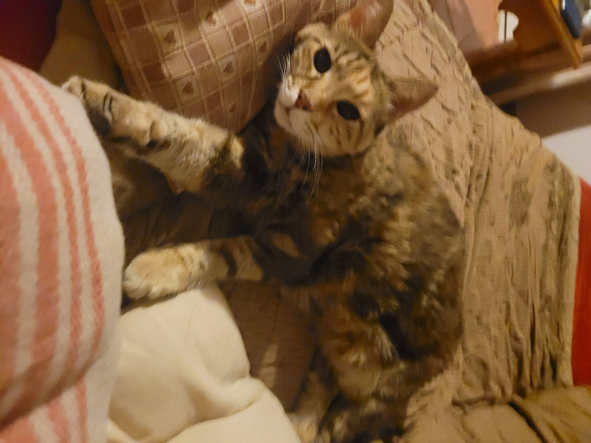 Princesse a rejoint le concours — aidez-le/la à gagner de superbes lots ! bed, canidae, carnivore, cat, claw, comfort, companion_dog, domestic_short_haired_cat, fawn, felidae, fur, linens, pattern, paw, small_to_medium_sized_cats, snout, stuffed_toy, tail, whiskers, wood