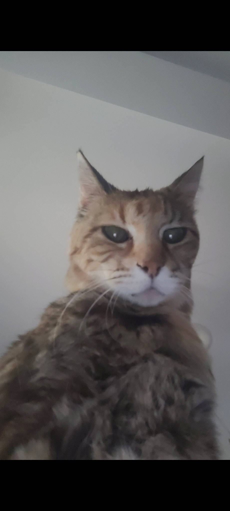 Princesse participe au concours pour gagner de l'argent avec cette photo : carnivore, cat, domestic_short_haired_cat, ear, fawn, felidae, fur, small_to_medium_sized_cats, snout, terrestrial_animal, whiskers