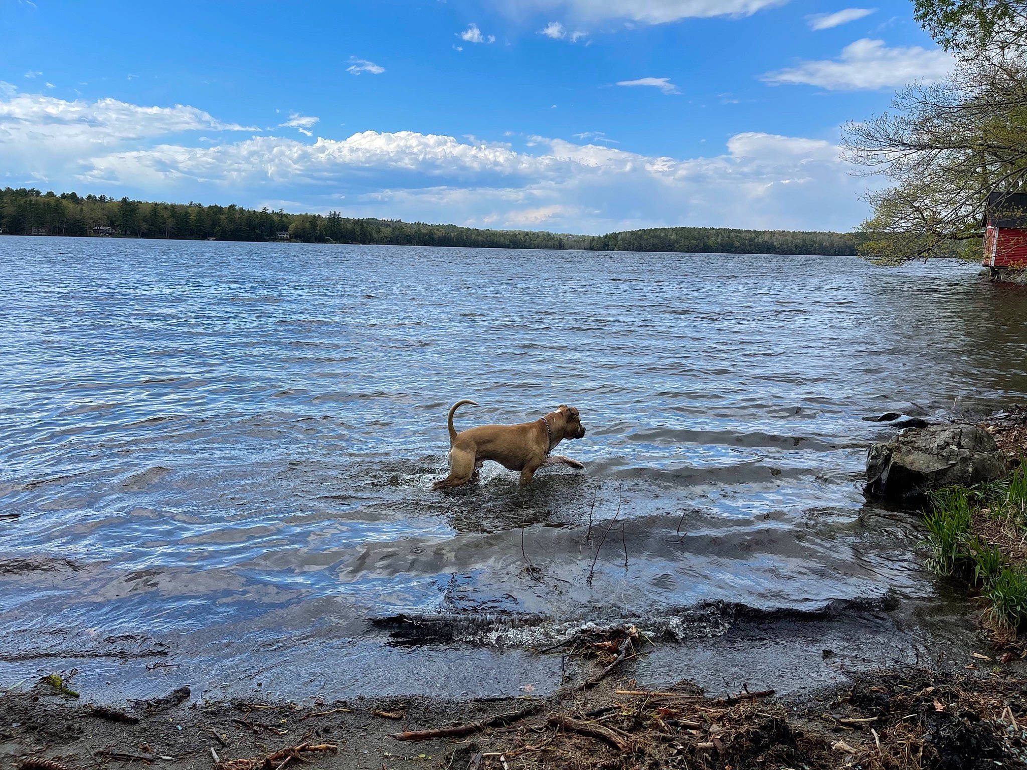 Atlas is registered to the contest to win money with this photo: carnivore, cloud, dog, dog_breed, fawn, horizon, lacustrine_plain, lake, landscape, natural_landscape, plant, shore, sky, sporting_group, tail, tree, water, water_resources, watercourse, wilderness
