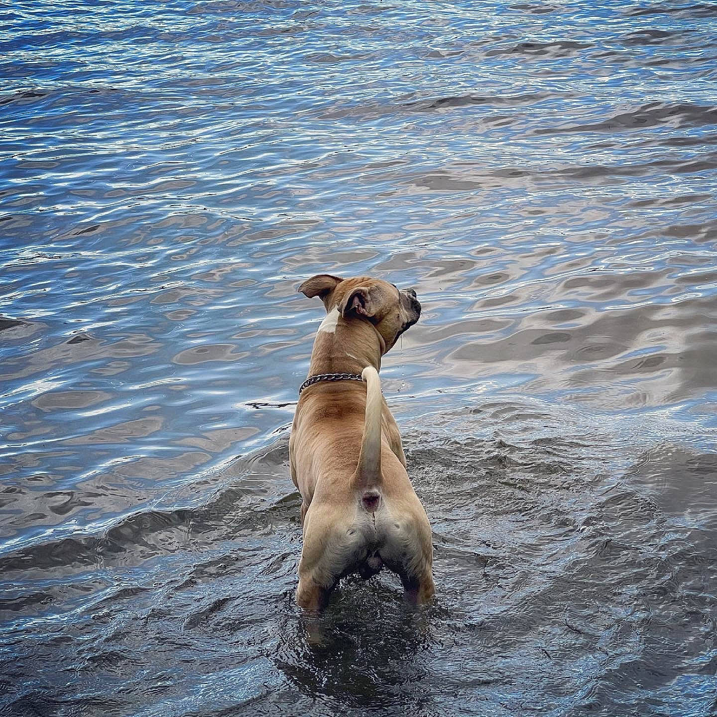 Atlas is registered to the contest to win money with this photo: beach, blue, canidae, carnivore, companion_dog, dog, dog_breed, fawn, lake, ocean, rampur_greyhound, seabird, snout, sporting_group, tail, water, wave, wildlife, wind_wave, working_animal