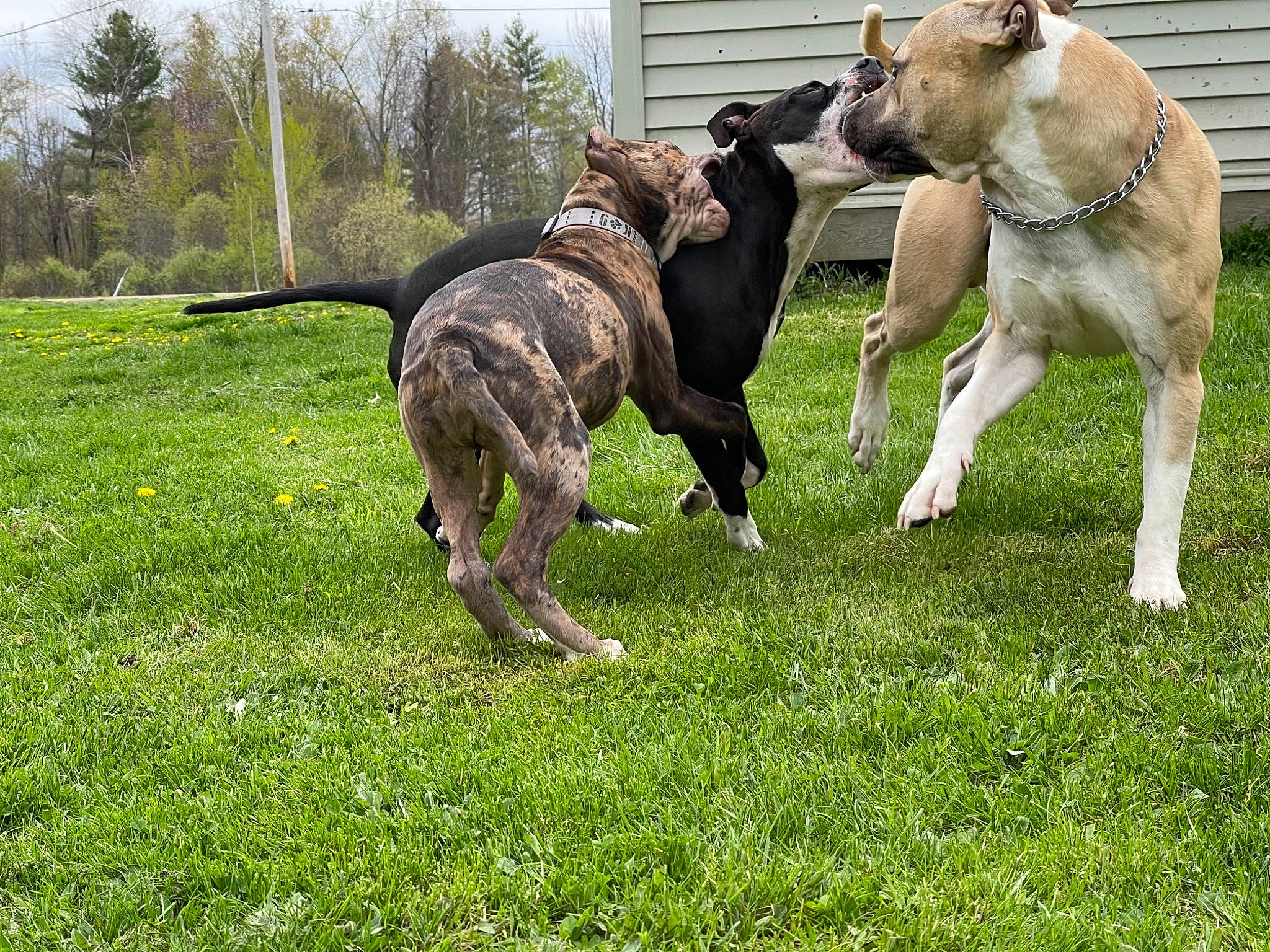 Kali joined the competition — help win amazing prizes! canidae, carnivore, collar, companion_dog, dog, dog_breed, dog_collar, dog_supply, fawn, grass, leash, pet_supply, plant, sighthound, snout, sporting_group, tail, terrestrial_animal, tree, working_animal