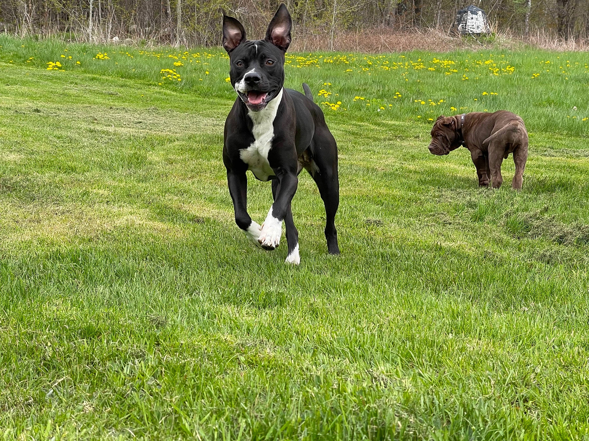 Kali joined the competition — help win amazing prizes! canidae, carnivore, collar, companion_dog, dog, dog_breed, fawn, flower, grass, grassland, guard_dog, pasture, plant, snout, sporting_group, tail, terrier, tree, working_animal, working_dog