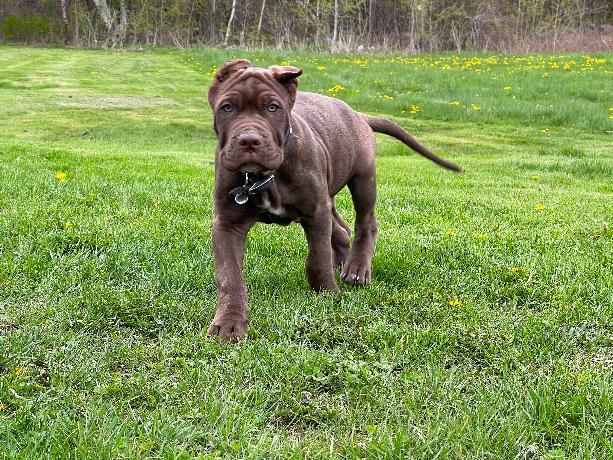 Bane joined the competition — help win amazing prizes! canidae, carnivore, companion_dog, dog, dog_breed, fawn, grass, grassland, groundcover, lawn, liver, meadow, pasture, plant, prairie, snout, sporting_group, terrestrial_animal, tree, working_animal