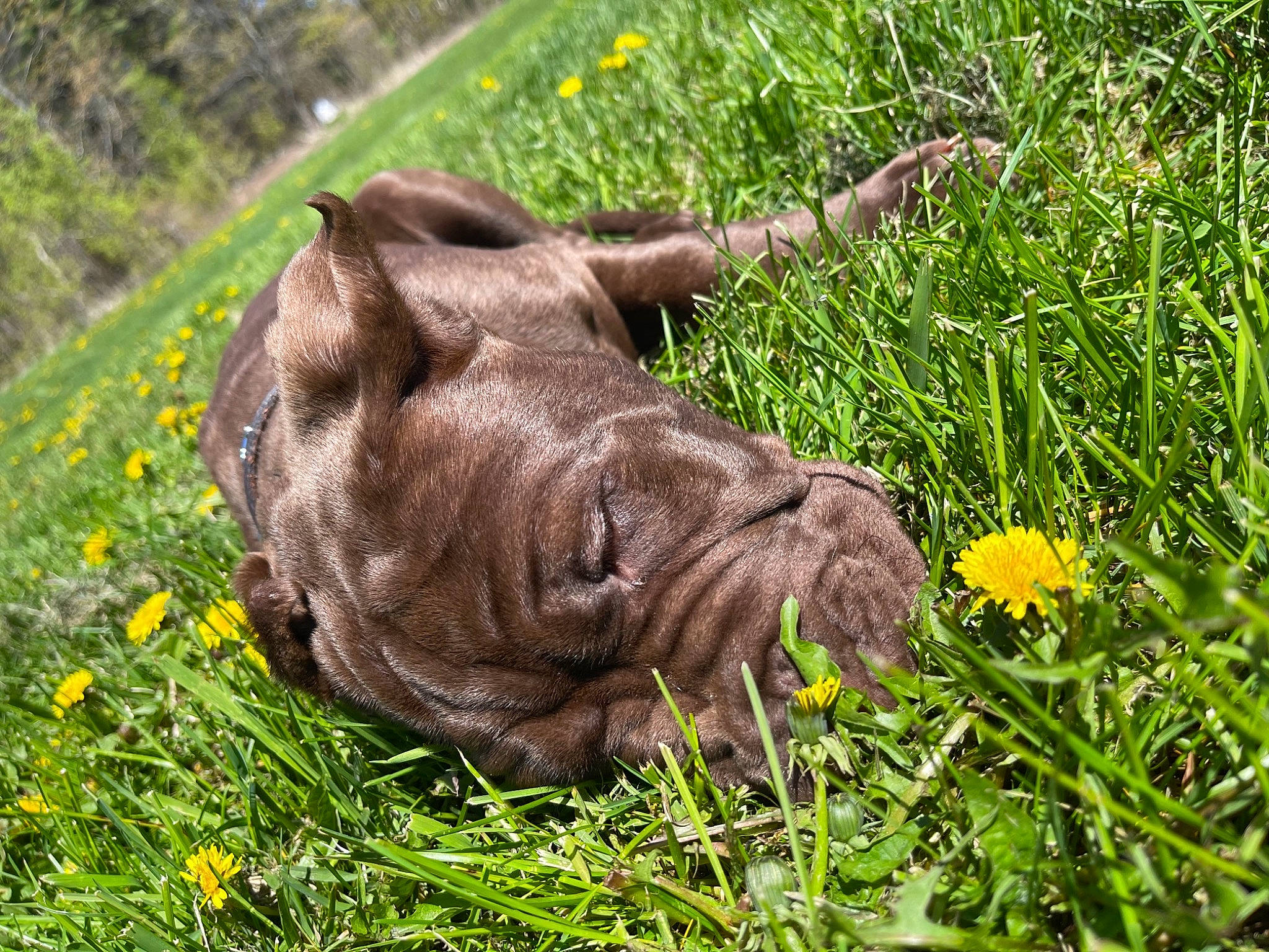 Bane joined the competition — help win amazing prizes! dog_breed, fawn, flower, grass, grassland, grazing, groundcover, herbaceous_plant, horn, indian_rhinoceros, liver, pasture, people_in_nature, plant, prairie, rhinoceros, soil, terrestrial_animal, working_animal, wrinkle