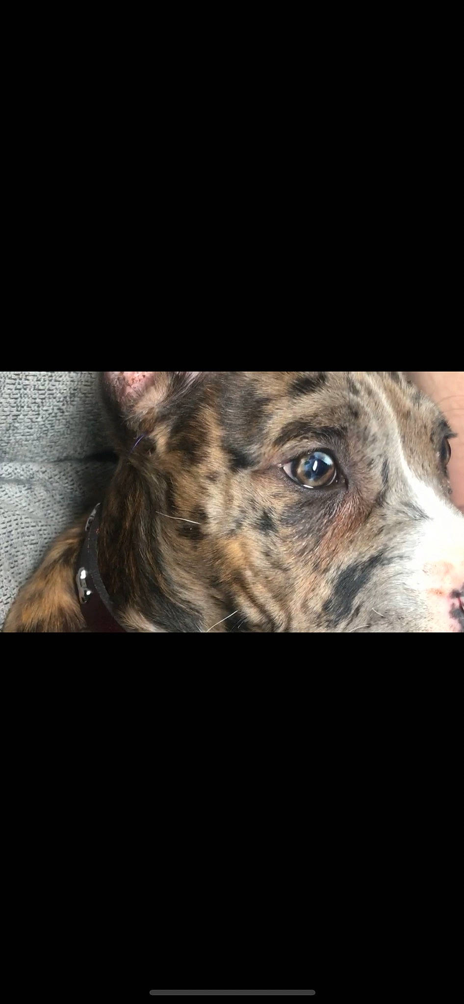 Esco is registered to the contest to win money with this photo: canidae, carnivore, collar, companion_dog, dog, dog_breed, dog_collar, fawn, fur, metal, non_sporting_group, snout, sporting_group, terrestrial_animal, whiskers, working_animal, working_dog