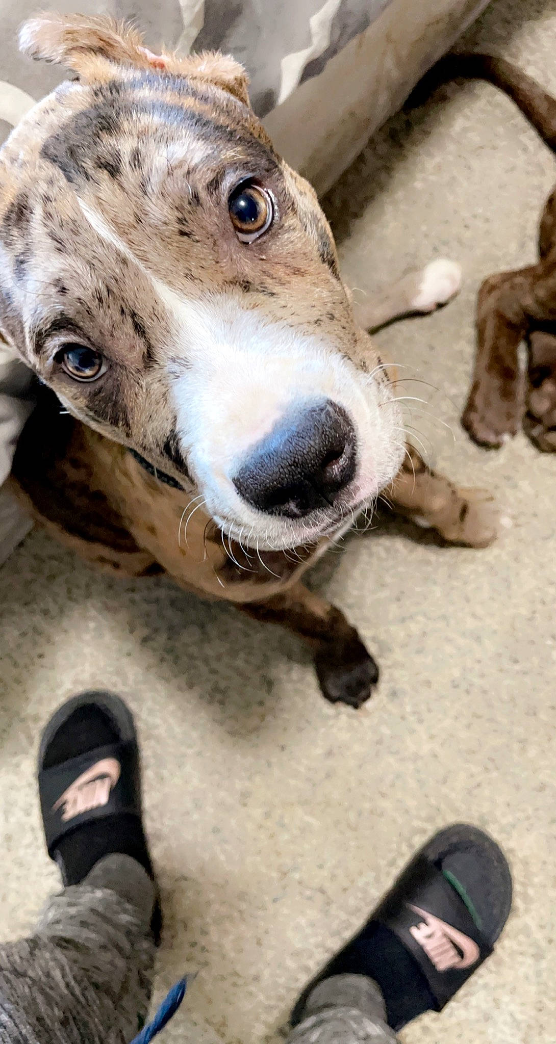 Esco is registered to the contest to win money with this photo: carnivore, collar, companion_dog, dog, dog_breed, dog_collar, fawn, foot, fur, human_leg, metal, photograph, photography, sandal, snapshot, snout, street_dog, whiskers, white, working_animal