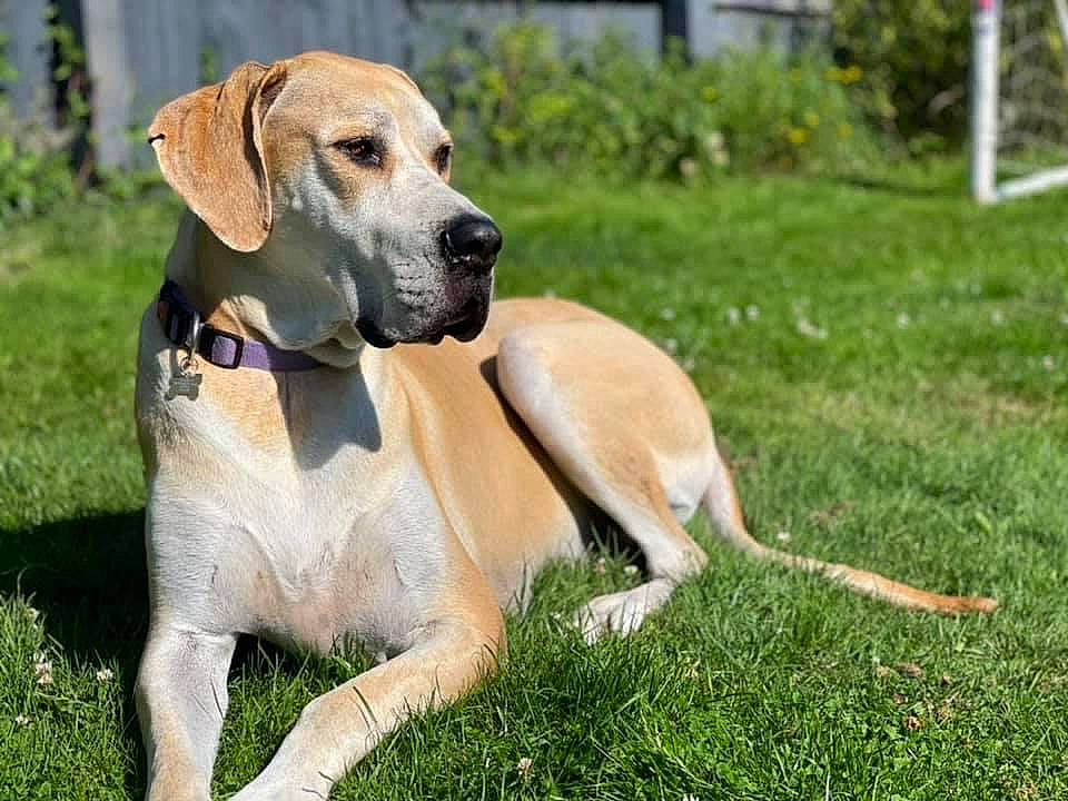 Bertie joined the competition — help win amazing prizes! canidae, carnivore, collar, companion_dog, dog, dog_breed, dog_collar, fawn, grass, gun_dog, paw, plant, snout, sporting_group, tail, terrestrial_animal, whiskers, wildlife, working_animal, working_dog