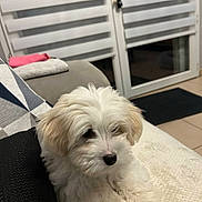 Akira a rejoint le concours — aidez-le/la à gagner de superbes lots ! puppy, dog, white, fluffy, couch, indoor, pet, fur, small_dog, relaxed, cozy, blanket, home, animal, cute, sitting, young, companion, resting, domestic