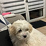 puppy, dog, white, fluffy, couch, indoor, pet, fur, small_dog, relaxed, cozy, blanket, home, animal, cute, sitting, young, companion, resting, domestic