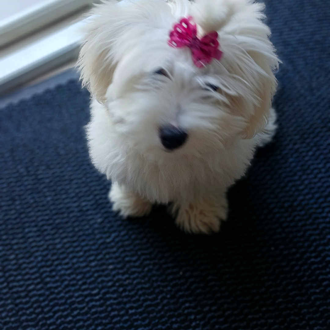 Akira participe au concours pour gagner de l'argent avec cette photo : animal, blurred, bow, companion, cute, dog, domestic_animal, door, floor, fluffy, furry, glass_door, home, indoor, looking_up, mat, pet, pink_bow, small_dog, white_dog