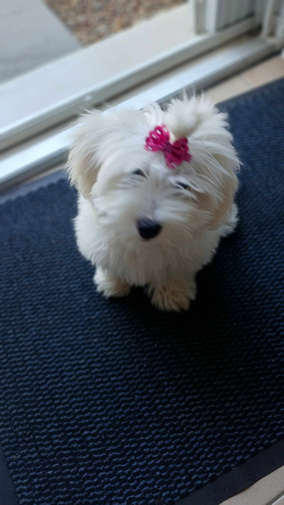 Akira participe au concours pour gagner de l'argent avec cette photo : dog, white_dog, pet, fluffy, bow, pink_bow, mat, indoor, floor, door, glass_door, looking_up, small_dog, cute, animal, furry, companion, domestic_animal, home, blurred