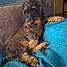 dog, pet, shaggy, fluffy, long_hair, brown, black, tan, lying_down, relaxed, couch, blanket, blue_blanket, indoors, home, portrait, paws, snout, eyes, cozy