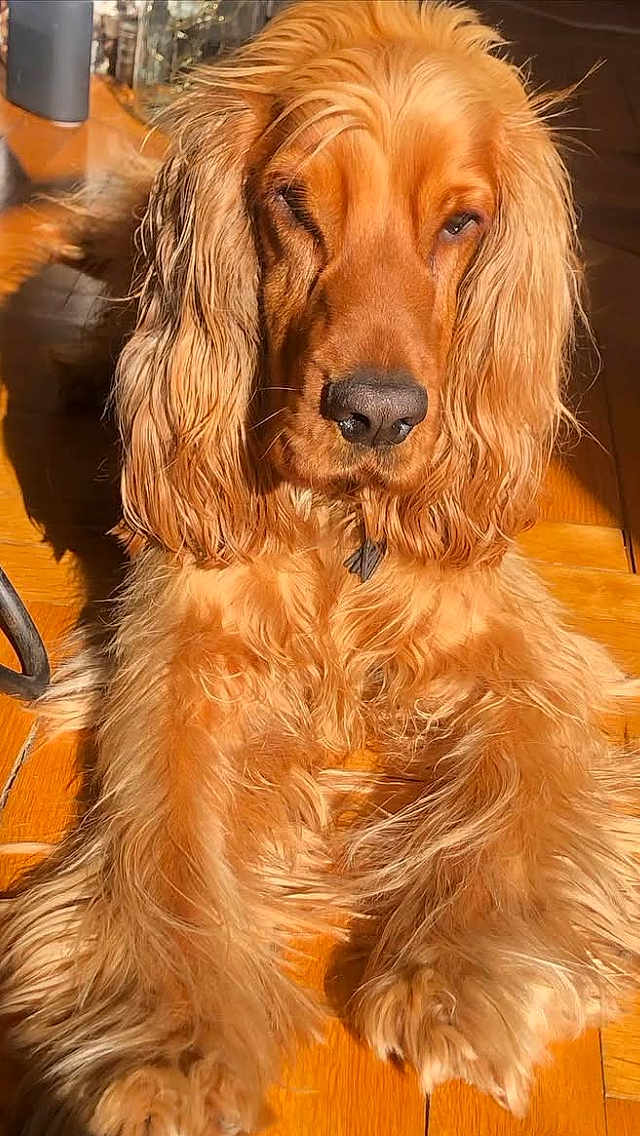 Sam-Sam