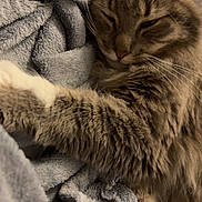 Albert participe au concours pour gagner de l'argent avec cette photo : cat, tabby, sleeping, cozy, blanket, fur, pet, indoor, closeup, relaxed, soft, whiskers, ears, paw, nap, cute, feline, comfort, resting, warm