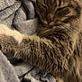 cat, tabby, sleeping, cozy, blanket, fur, pet, indoor, closeup, relaxed, soft, whiskers, ears, paw, nap, cute, feline, comfort, resting, warm