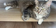 Albert participe au concours pour gagner de l'argent avec cette photo : cat, gray_tabby, white_paws, fur, whiskers, shelf, wood, floor, pet, animal, indoor, relaxed, lying_down, closeup, feline, tabby_pattern, cute, domestic_cat, resting, house_pet
