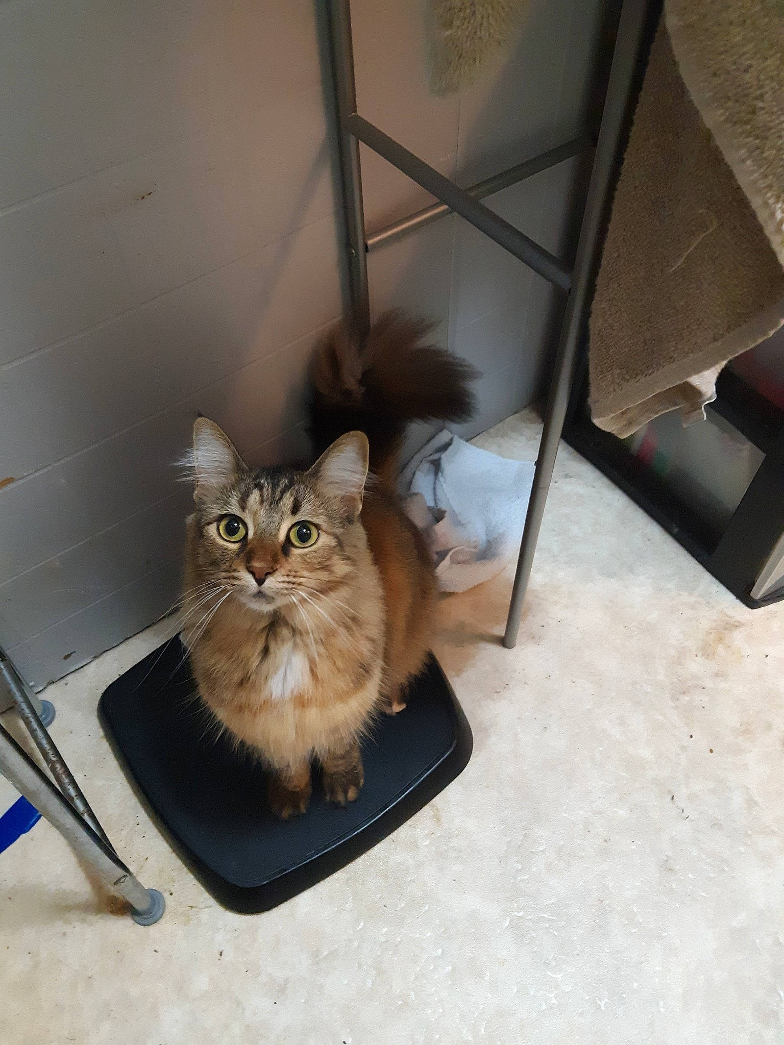 Gloria joined the competition — help win amazing prizes! asian, asian_semi_longhair, british_semi_longhair, carnivore, cat, domestic_long_haired_cat, fawn, felidae, fur, kitten, mammal, munchkin, napoleon_cat, norwegian_forest_cat, persian, ragamuffin, small_to_medium_sized_cats, somali, whiskers