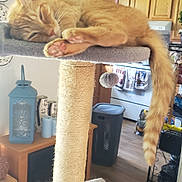 Tonto joined the competition — help win amazing prizes! cat, orange_tabby, sleeping, scratching_post, paw_pads, tail, indoor, kitchen, wooden_cabinets, air_conditioner, decorative_plates, lantern, floor, towel, laundry_basket, pet_toy, cozy, relaxed, feline, home