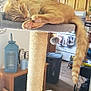 cat, orange_tabby, sleeping, scratching_post, paw_pads, tail, indoor, kitchen, wooden_cabinets, air_conditioner, decorative_plates, lantern, floor, towel, laundry_basket, pet_toy, cozy, relaxed, feline, home