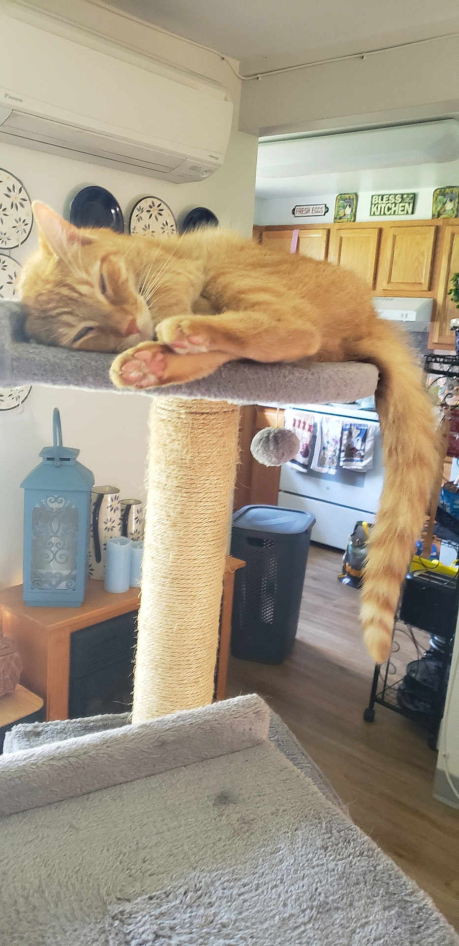 Tonto joined the competition — help win amazing prizes! cat, orange_tabby, sleeping, scratching_post, paw_pads, tail, indoor, kitchen, wooden_cabinets, air_conditioner, decorative_plates, lantern, floor, towel, laundry_basket, pet_toy, cozy, relaxed, feline, home