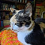 cat, calico, close_up, feline, pet, indoor, resting, blanket, orange, yellow, fur, whiskers, ear, side_view, cozy, bookshelf, home, blurred_background, animal, soft